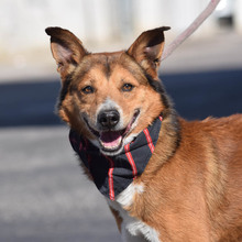 TOM, Hund, Mischlingshund in Spanien - Bild 1