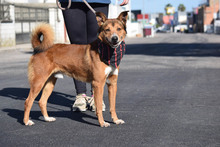 TOM, Hund, Mischlingshund in Spanien - Bild 4