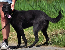 HARLEYS127, Hund, Mischlingshund in Slowakische Republik - Bild 10