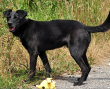 HARLEYS127, Hund, Mischlingshund in Slowakische Republik - Bild 7