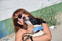 NUBLA, Hund, Mischlingshund in Spanien - Bild 7