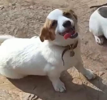 NAKITA, Hund, Mischlingshund in Lütjensee - Bild 6