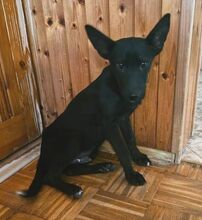 PABLO, Hund, Mischlingshund in Slowakische Republik - Bild 14