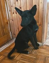 PABLO, Hund, Mischlingshund in Slowakische Republik - Bild 15