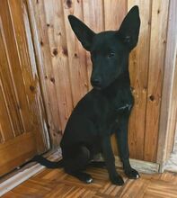 PABLO, Hund, Mischlingshund in Slowakische Republik - Bild 16