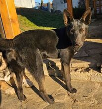 PABLO, Hund, Mischlingshund in Slowakische Republik - Bild 4