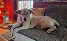EMMA3, Hund, Mischlingshund in Haselbach - Bild 7