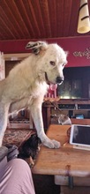 EMMA3, Hund, Mischlingshund in Haselbach - Bild 8