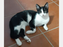 BUFFY, Katze, Europäisch Kurzhaar in Spanien - Bild 3