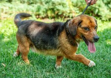 DULIFUL, Hund, Beagle-Dackel-Mix in Ungarn - Bild 1