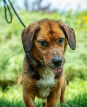 DULIFUL, Hund, Beagle-Dackel-Mix in Ungarn - Bild 2