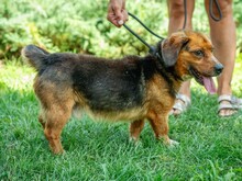 DULIFUL, Hund, Beagle-Dackel-Mix in Ungarn - Bild 3