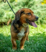 DULIFUL, Hund, Beagle-Dackel-Mix in Ungarn - Bild 4