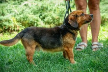 DULIFUL, Hund, Beagle-Dackel-Mix in Ungarn - Bild 5