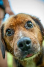 DULIFUL, Hund, Beagle-Dackel-Mix in Ungarn - Bild 6