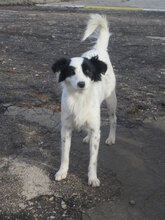 ALIKA, Hund, Mischlingshund in Bulgarien - Bild 10