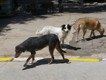 ALIKA, Hund, Mischlingshund in Bulgarien - Bild 8