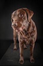 SAM, Hund, Labrador Retriever in Nürnberg - Bild 1