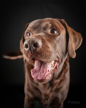 SAM, Hund, Labrador Retriever in Nürnberg - Bild 2