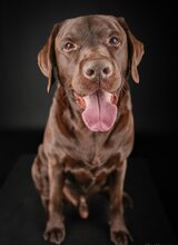 SAM, Hund, Labrador Retriever in Nürnberg - Bild 3