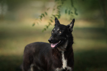 YONDU, Hund, Mischlingshund in Kroatien - Bild 1