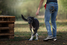 YONDU, Hund, Mischlingshund in Kroatien - Bild 3