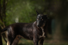 YONDU, Hund, Mischlingshund in Kroatien - Bild 4