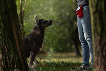 YONDU, Hund, Mischlingshund in Kroatien - Bild 6