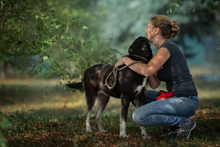 YONDU, Hund, Mischlingshund in Kroatien - Bild 7