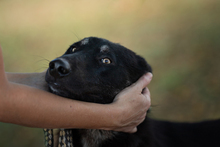 YONDU, Hund, Mischlingshund in Kroatien - Bild 8