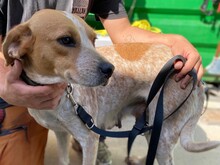 JOPLIN, Hund, Jagdhund in Italien - Bild 3