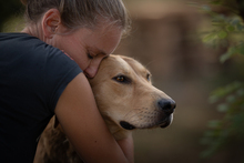 MARISSA, Hund, Mischlingshund in Kroatien - Bild 1