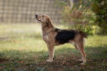 MARISSA, Hund, Mischlingshund in Kroatien - Bild 2