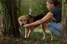 MARISSA, Hund, Mischlingshund in Kroatien - Bild 4