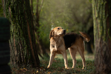 MARISSA, Hund, Mischlingshund in Kroatien - Bild 5