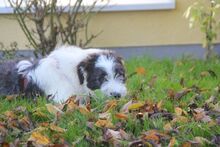 DRAGONET, Hund, Mischlingshund in Bochum - Bild 12