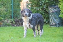 ARTU, Hund, Mischlingshund in Bochum - Bild 2