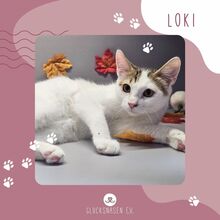 LOKI, Katze, Europäisch Kurzhaar in Bulgarien