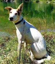 NACHO, Hund, Bodeguero Andaluz-Mix in Mering - Bild 2