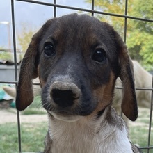 DIONA, Hund, Mischlingshund in Griechenland - Bild 1