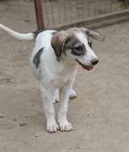 KORA, Hund, Mischlingshund in Griechenland - Bild 4