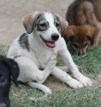 KORA, Hund, Mischlingshund in Griechenland - Bild 5