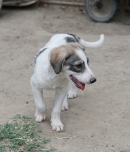 KORA, Hund, Mischlingshund in Griechenland - Bild 6