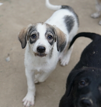 KORA, Hund, Mischlingshund in Griechenland - Bild 7