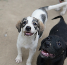 KORA, Hund, Mischlingshund in Griechenland - Bild 8