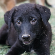 LILLIA, Hund, Mischlingshund in Griechenland - Bild 1