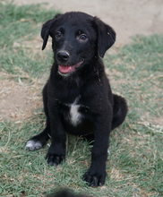 LILLIA, Hund, Mischlingshund in Griechenland - Bild 3