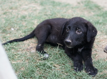 LILLIA, Hund, Mischlingshund in Griechenland - Bild 4