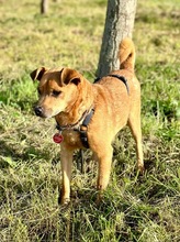 TIM, Hund, Mischlingshund in Walsdorf - Bild 3