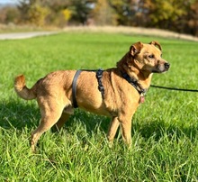 TIM, Hund, Mischlingshund in Walsdorf - Bild 5